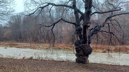 Toronto, ON, Canada â€“ December 28, 2023: Humber River flows swiftly through a bare winter...