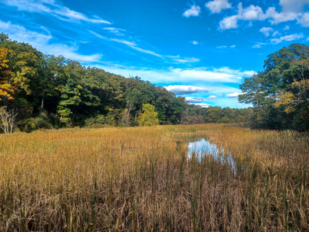 Burlington, ON, Canada â€“ October 14, 2024: Calm stream reflects blue sky and clouds as tall...