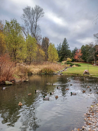Ducks gather near the shore of a peaceful pond surrounded by autumn trees in Torontoâs serene park setting.の写真素材