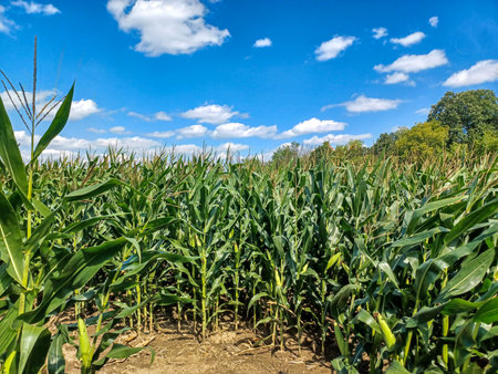 Toronto, ON, Canada â€“ September 9, 2024: A sunny corn maze path winds through tall green...