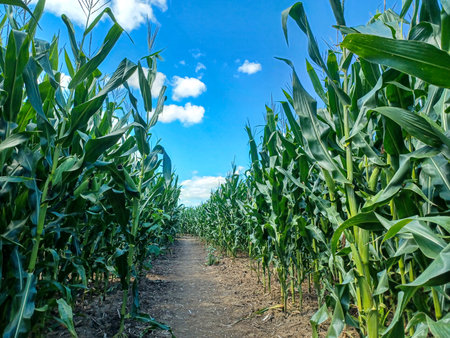 Toronto, ON, Canada â September 9, 2024: A sunny corn maze path winds through tall green stalks under a bright blue sky with scattered clouds.の写真素材