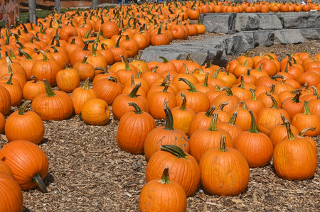 Numerous bright orange pumpkins are scattered across the ground at a pumpkin patch, ready for the...