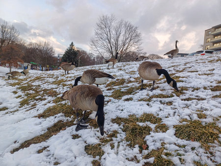 Several Canada Geese forage for food in a snow-covered urban park near buildings on a cold winter day.の写真素材