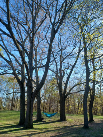 Toronto, ON, Canada â May 2, 2024: A blue hammock hangs peacefully between tall leafless trees as a bike rests nearby in a quiet corner of High Park.の写真素材