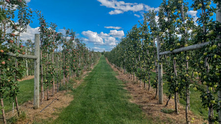Neat rows of fruit trees grow in an orchard under a bright, sunny sky with scattered white clouds, ready for harvest.の写真素材