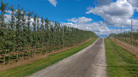 Neat rows of fruit trees grow in an orchard under a bright, sunny sky with scattered white clouds, ready for harvest.の写真素材