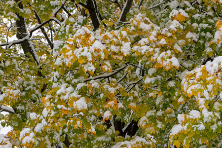 The first snow of the season covers yellow and green maple leaves on a tree branch.