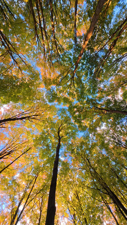 A worm's-eye view captures the colorful autumn canopy of a dense forest against the sky.