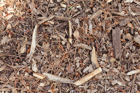 A close-up view shows the natural texture of wood chips and pine needles on the ground.