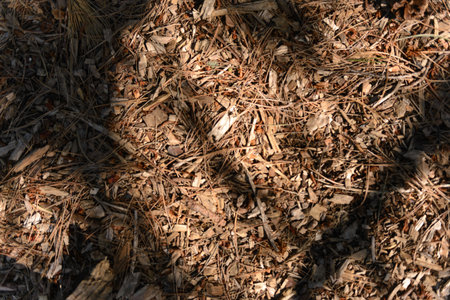 Small pine cones rest on a natural background of wood chips and pine needles.