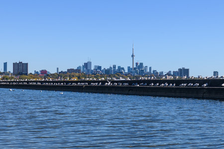 Flock of seagulls perched on a concrete breakwall with Toronto skyline and CN Tower across Lake Ontario under a clear blue sky, tranquil waterfront cityscape in autumnの写真素材