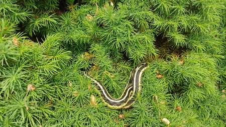 A wild garter snake rests on the dense, green foliage of a shrub.の写真素材