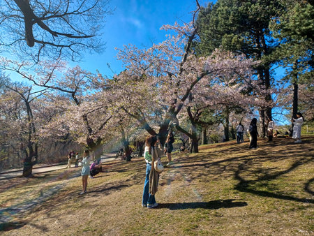 Toronto, ON, Canada â April  21, 2024: people enjoying cherry blossom viewing (and relaxation) in High Parkのeditorial素材
