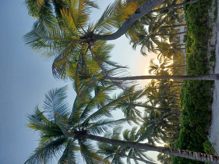 The image shows palm trees on the beach; it evokes a sense of relaxation and tropical destination...