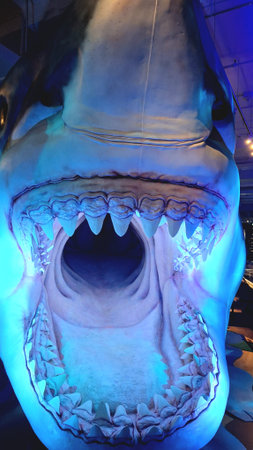 Toronto, ON, Canada - March 10, 2026: Giant shark jaws are on display at the Royal Ontario Museum...
