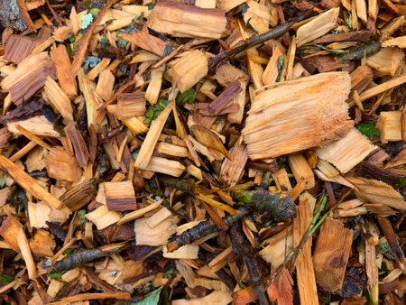 Recently Cut Arborists Wood Chips After Rain