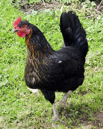 rooster