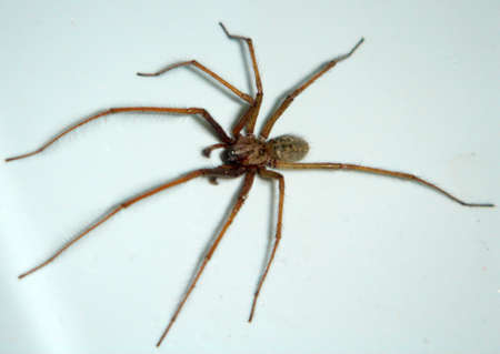 spider