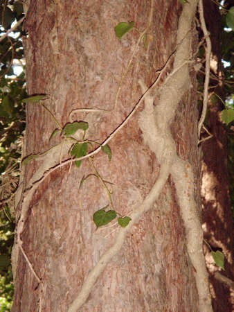 tree trunk with ivy