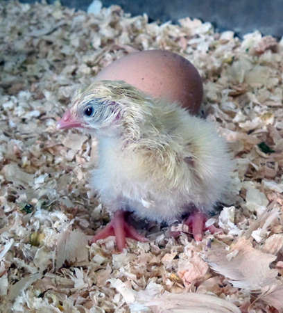 newborn chick