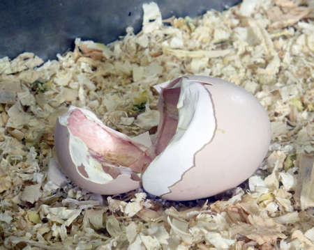 newborn chick