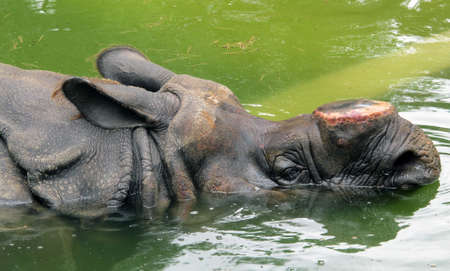rhinoの写真素材