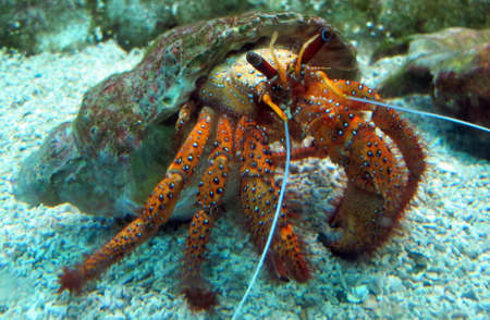 crabの写真素材