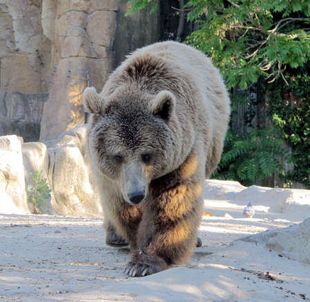grizzly