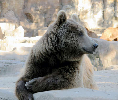 grizzlyの写真素材