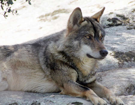 Iberian wolf