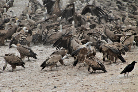 vultureの写真素材