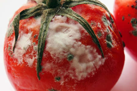 The tomato is red spoiled on a white background. Mold close-up. Spoiled tomato. Tomato with mould.の写真素材