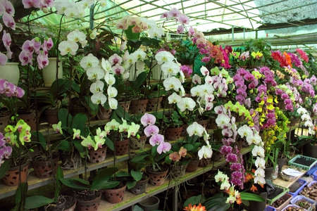 Colorful orchids. Tropical plants in a flower shop. Selling flowers. Greenhouse. Conservatory.の写真素材