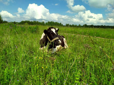 Black motley cow stands on green grass in meadow. Pasture. There trees in background. Blue sky. Cow on green meadow. Cow tied. Pasture for cattle. Copy space. Cow lying in meadow. Green summer meadow.の写真素材
