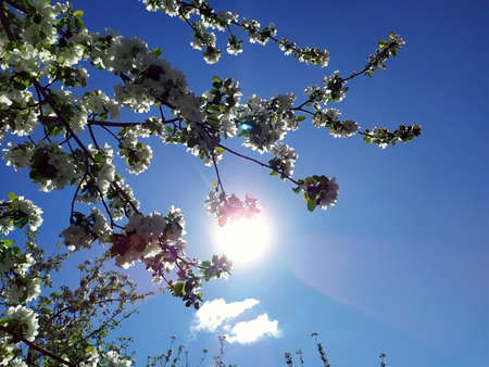 Apple blossoms bloom on a spring day. Lots of white flowers. Apple. Theres a blue sky in the background. The awakening of nature. Background. Copy space for text.の写真素材