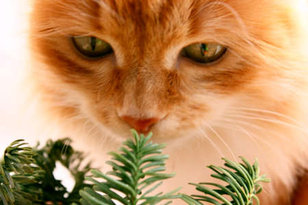 Red cat sniffs a pine branch. Close-up. Beautiful cat, The cat has green eyes looking at the branch. Selective focus. Pet. Christmasの写真素材