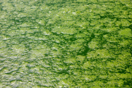Patterns of green algae on the water. Green water. View from above. Algae. Background. Texture. Abstraction. Copy space.の写真素材