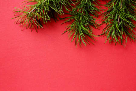 Beautiful pine branches on a red and green background. New Year and Christmas decorations. Spruce or...