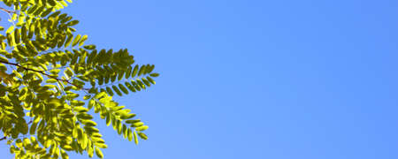 A green tree branch against a blue sky. Autumn. Clear blue sky. Background. Texture. Copy space for text. Banner. The branch is located on the left.の写真素材