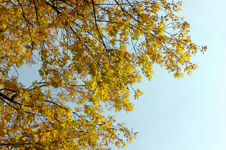 Yellow leaves against the blue sky. Autumn. Trees with lags of yellow leaves on branches. Clear blue...