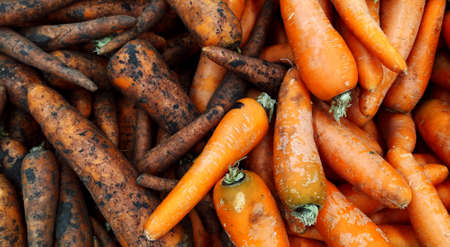 Carrots. Half of carrots pure, half carrots are groa. Vegetables. Textured background from fresh large orange carrots. Background. Takes up the whole frame. View from above. Close-up. Banner. Panoramaの写真素材