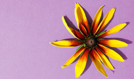 Rudbeckia Gloriosa Daisy. Susan is yellow black eye is a flower head. Isolated on purple. View from above. Concept is a gift flower bouquet garden. Copy space. Flatlay. Banner.の写真素材