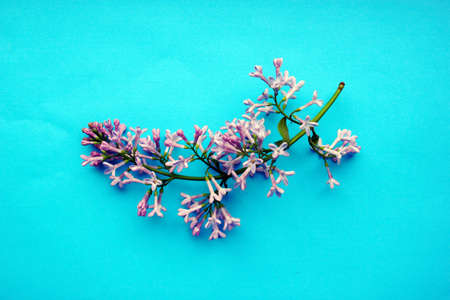 Lilac. A branch of lilac on a blue background. Lilac blooming view from above. Spring, Plants and botany have come. Lilac is located in the center. Flatly. Copy space for text.の写真素材