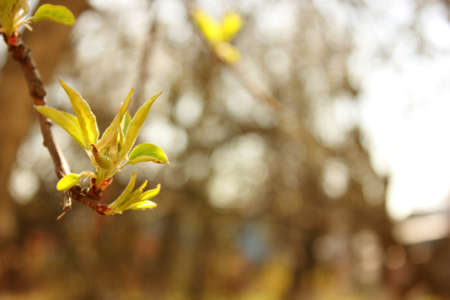 Young green leaves on a tree branch against a blue sky. The background is blurred. The awakening of nature, spring. Copy spaceの写真素材