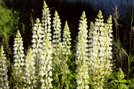 Lupine spreads flowers. Lupine's field. Colorful bouquet of lupins on a summer flower background. Blossoming flowers. Lupine field with white flowers, green grass. Blue skyの写真素材