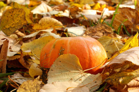 Orange pumpkin against the background of autumn leaves. View from above. Autumn card with pumpkin. Golden autumn. Autumn mood. Pumpkin outdoors. Halloween. ... Copy space for text.の写真素材