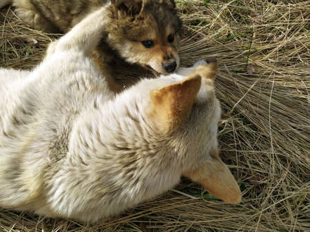 Mom dog plays with puppies outdoors. The dog is lying, the puppy is lying next to him. Maternal love...