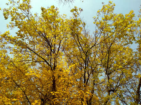 Yellow leaves against the blue sky. Autumn. Trees with lags of yellow leaves on branches. Clear blue sky. Background. Texture. Autumn card. Copy space for text.の写真素材