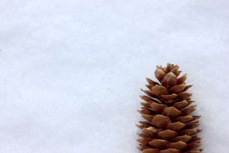 Spruce cone, isolated on a white background. A bump in the snow. Top view. Spruce cone. Picea abies. Copy space. Winter. New Year. Cedar coneの写真素材