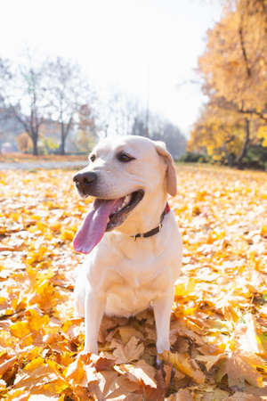 Adult golden labrador in autumn park on foliageの写真素材